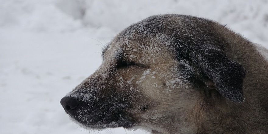 Ardahan’da Sibirya soğukları: En düşük sıcaklık -31.8 ile Göle'de