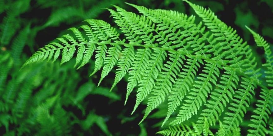 Eğrelti otunun faydaları…