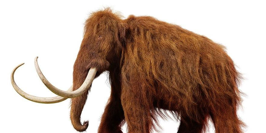 Soyları “akraba evliliği” yüzünden tükenmiş