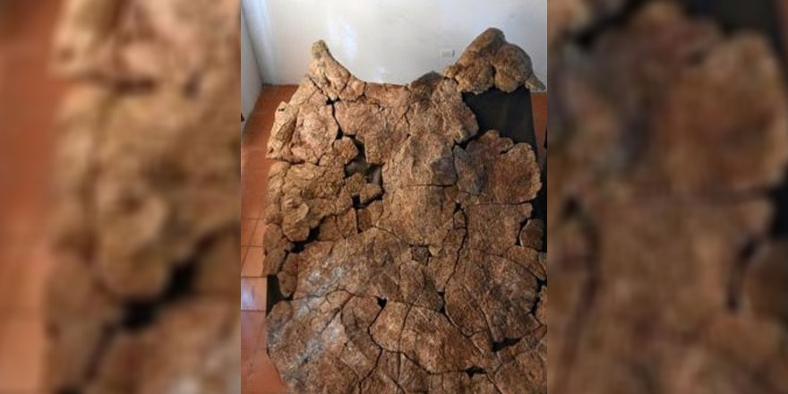 Güney Amerika'da araba genişliğinde kaplumbağa fosili bulundu