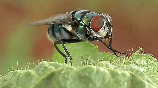 Sineklerin tahmin edilenden daha fazla mikrop taşıdığı ortaya çıktı