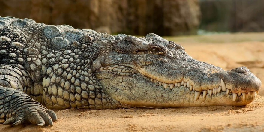 ABD'de bodrum katında yaşayan 25 yaşında timsah bulundu