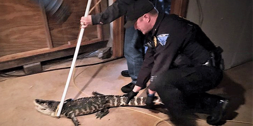 Bodrum katında 25 yaşında timsah bulundu