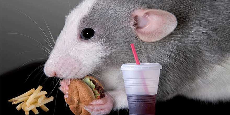 New York fareleri, insanları taklit etmeye başladı