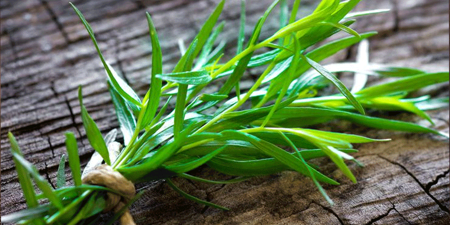 Tarhun nedir? Tarhunun faydaları nelerdir?