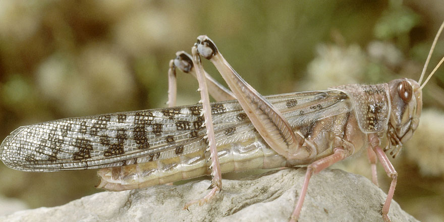 Yeni Delhi'de olası çekirge istilasına karşı önlemler alınıyor