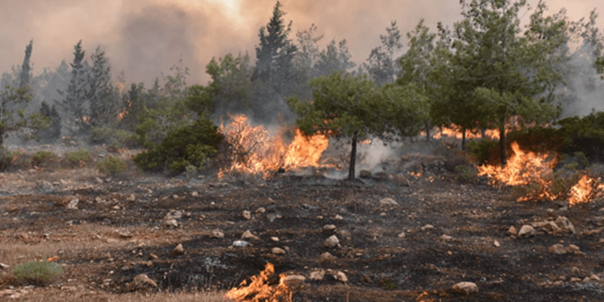Biyologlar Derneği: “ Can kaybı yok’ demek kabul edilemez”