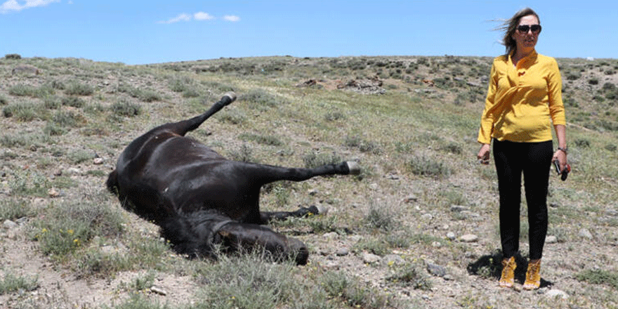 Kovboy muhtarın atını öldürdüler