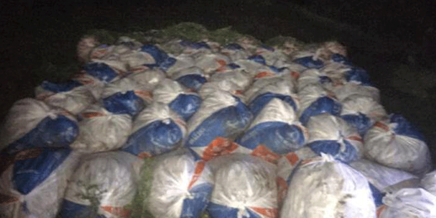 Van'da 15,5 ton kaçak avlanan inci kefali ele geçirildi