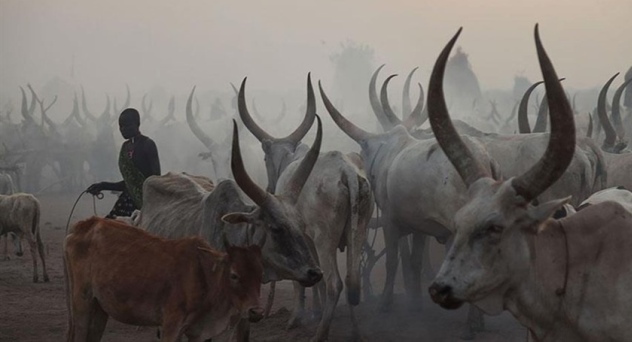 Güney Sudan'da sığır hırsızları hayvancılık yapan kabileye saldırdı: 40 ölü