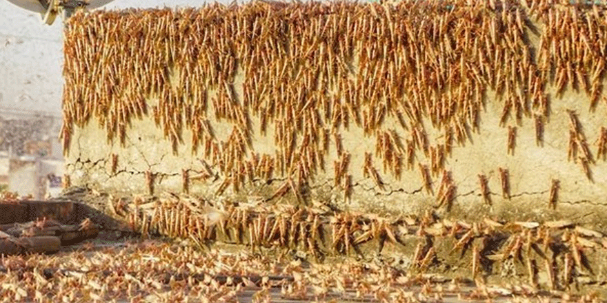 Pakistan ve Hindistan'dan sonra Rusya'da da çekirge istilası