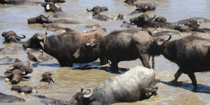 Burası Afrika değil, Bitlis Güroymak