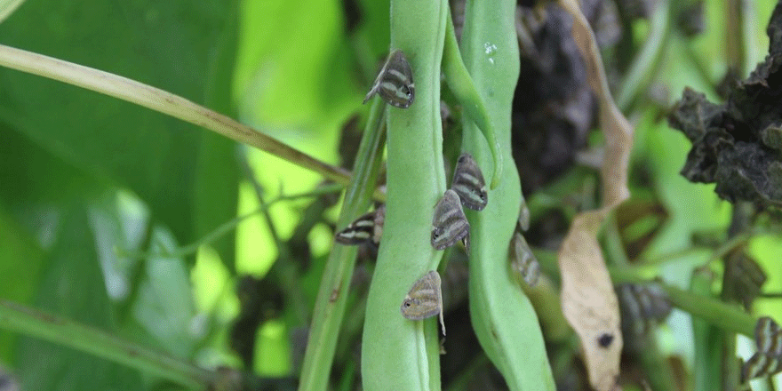 Karadeniz'de zararlı kelebek tehlikesi
