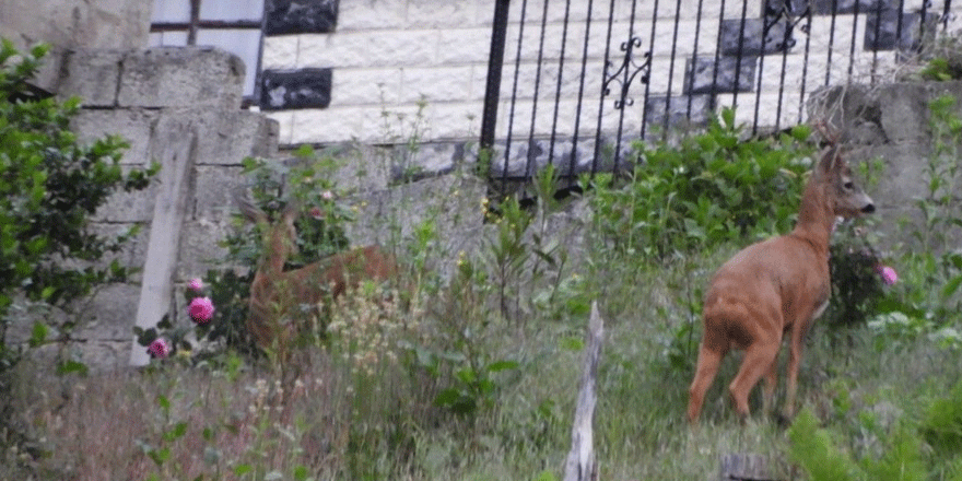Rize'de mahalleye inen karacalar görüntülendi