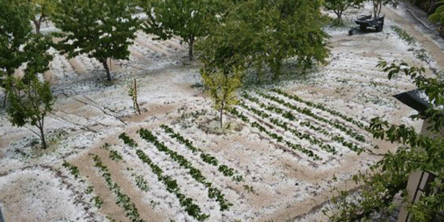Amasya'da dolu, tarım arazilerine zarar verdi