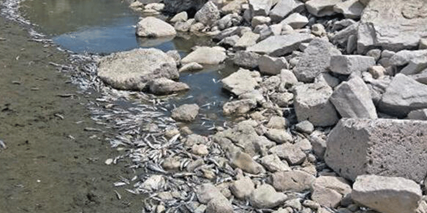 Gölbaşı'ndaki balık ölümleriyle ilgili inceleme