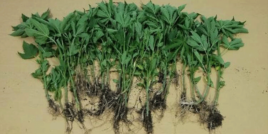 Kaçak kenevir yetiştiricisi fotokapana yakalandı