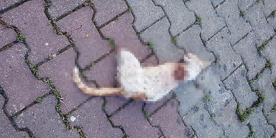 Bacakları kesik kedinin nasıl öldüğü ortaya çıktı!