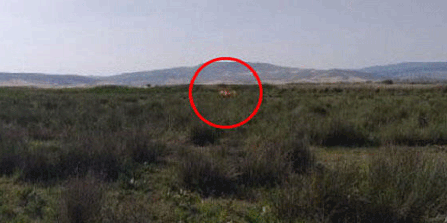 Çorum'da 'aslan' iddiası! 4 büyükbaşı telef etti! Ekipler harekete geçti...