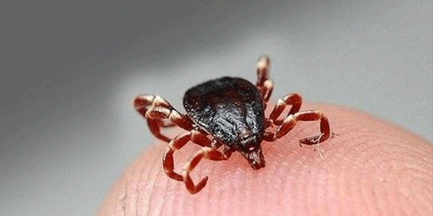 Kene can almaya devam ediyor, Sivas'ta 7. ölüm