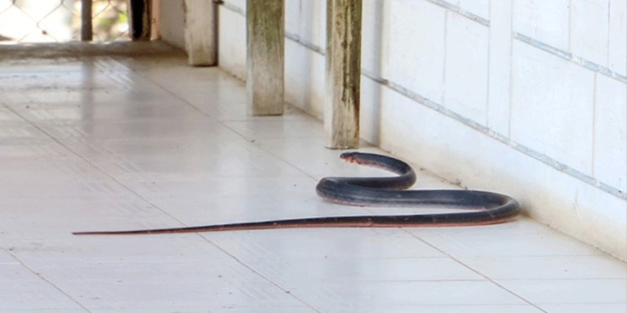 "Zehirli yılanlar gece çıkıyor, sahillerde ayakkabıyla dolaşın"