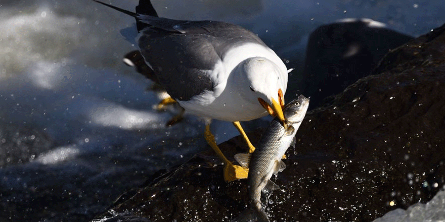 Bu balıkları avlamak sadece martılara serbest