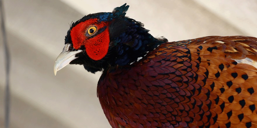 Keneyle mücadelede 600 sülün doğaya salınacak