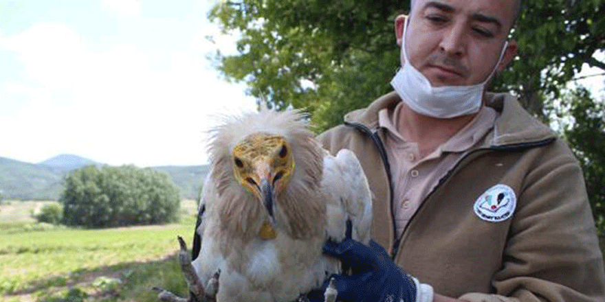 Akbabaya, Afrika’dan 5 bin kilometre uçarak geldiği Eskişehir’de tedavi