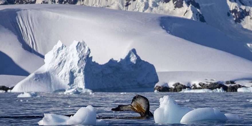 Antarktika'da bulunan 68 milyon yıllık fosil yumurta bir mosazora ait olabilir