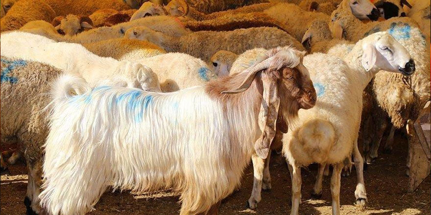 Kurban Bayramı ne zaman?