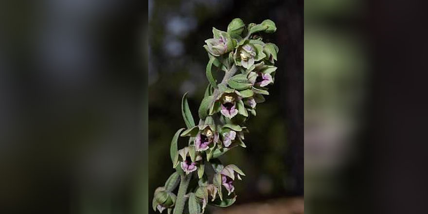Trodos’ta nadir görülen orkide çiçek açtı