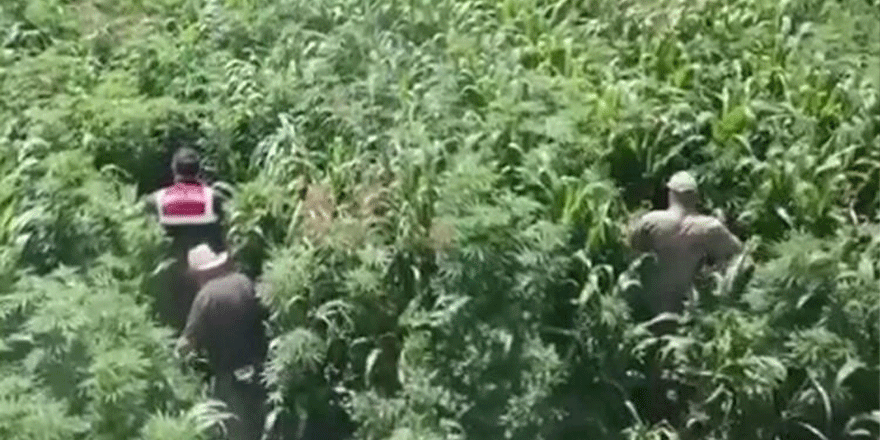 Mısır tarlasına ekili 10 bin 360 kök Hint keneviri ele geçirildi