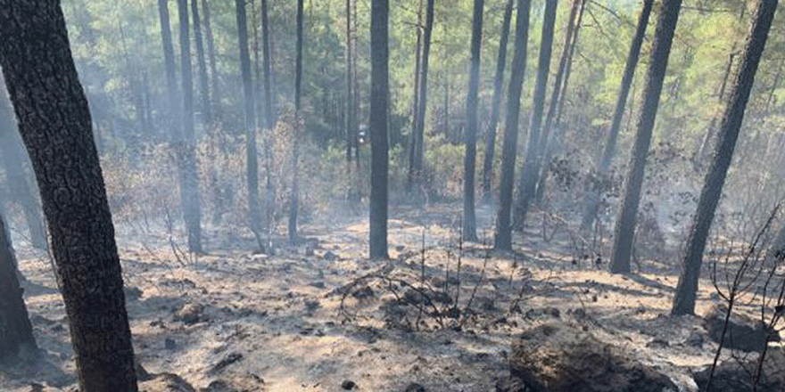 Mangal ateşi 46 dönüm araziyi kül etti