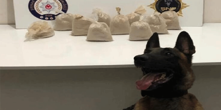 Şırnak'taki kaçakçılık operasyonlarında 8 tutuklama