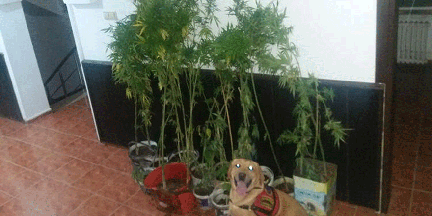 Biga'da uyuşturucu operasyonu