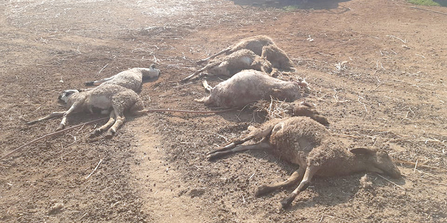Köpekler koyunları parçaladı