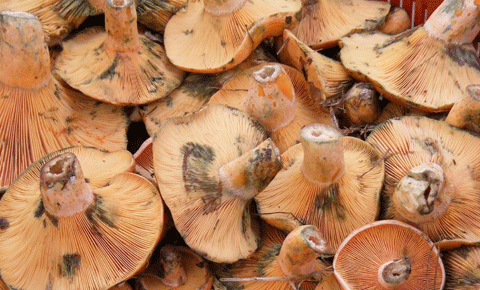 Zehirli mantar yiyen 3 kişi zehirlendi!