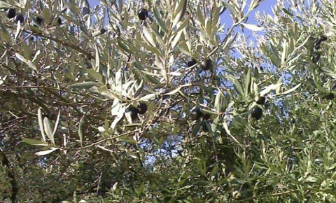 Kumyalı’da ağaç katliamı