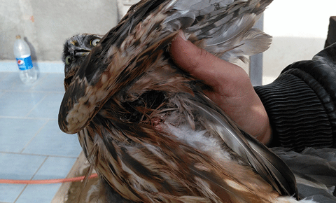 Av sezonu bilançosu ağır