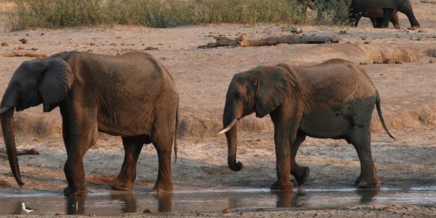 Güney Afrika'daki gizemli fil ölümlerinin nedeni ortaya çıktı