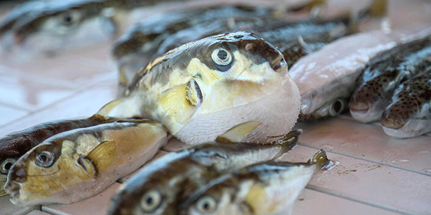 Balon balığı 'mezgit' diye satılıyor!