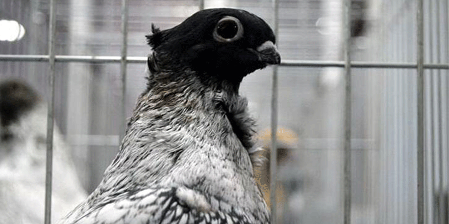 Şehzadelerin güvercini ’Manisa Hünkarisi’ tescillendi