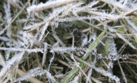 Yarından itibaren 3 gün don bekleniyor… Yarın kuvvetli rüzgâr da var