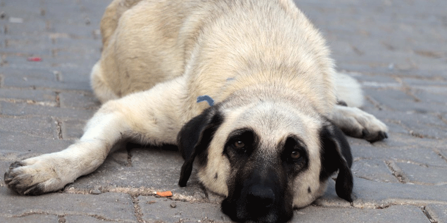 16 köpeği öldürdüler, serbest kaldılar