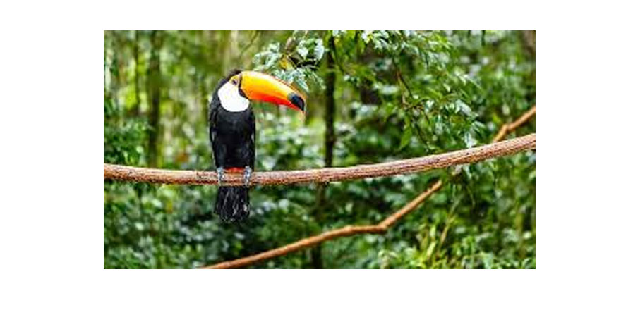 Amazon'da böcek yiyen 9 kuş türü popülasyonunda keskin düşüş