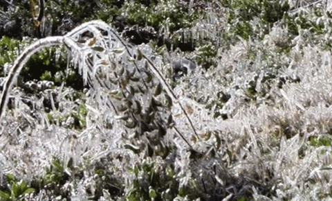 Yarın sabah don olayı bekleniyor