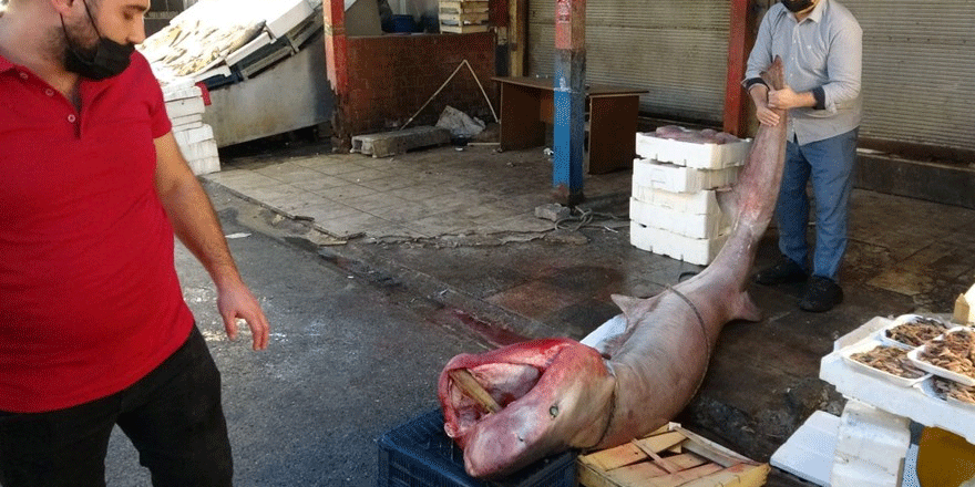 Dev 'pamuk' cinsi köpek balığı yakaladı