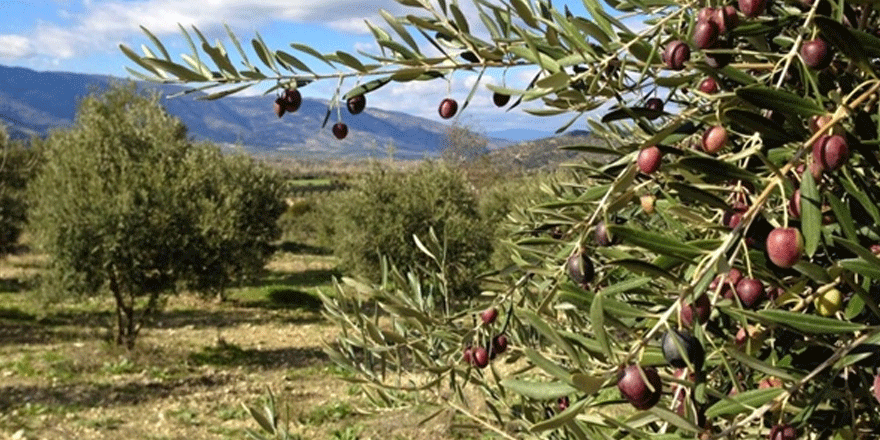 33 dönümlük bahçedeki zeytinlerin hasadı için ihaleye çıkılacak