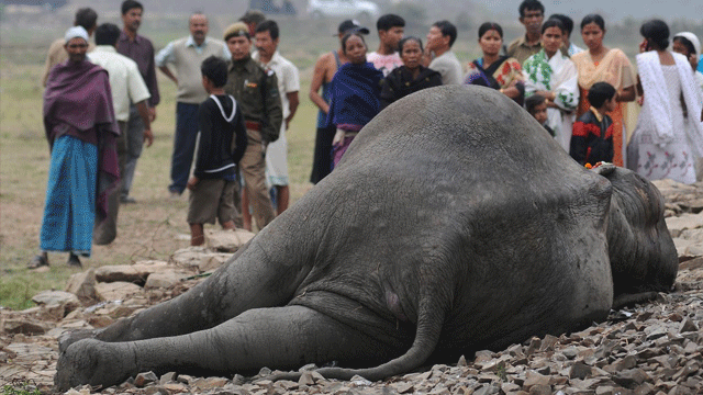 Hindistan'da tren fillere çarptı… 5 fil öldü