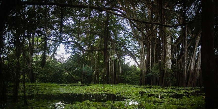 Amazon yağmur ormanlarındaki kayıp "son 12 yılın en yüksek seviyesine" çıktı